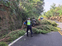 颱風吹倒樹木擋山路　初鹿警攜手地方齊心清障