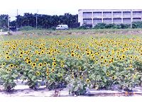 集集向日葵休閒花園