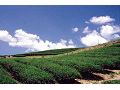舞鶴茶園