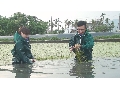 美濃水蓮
