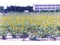 集集向日葵休閒花園
