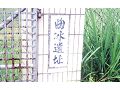 曲冰遺址