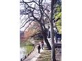 清大梅園