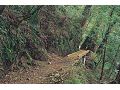 關山越嶺古道
