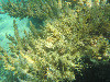 紅海珊瑚不減反增　中山大學跨國研究供墾丁
